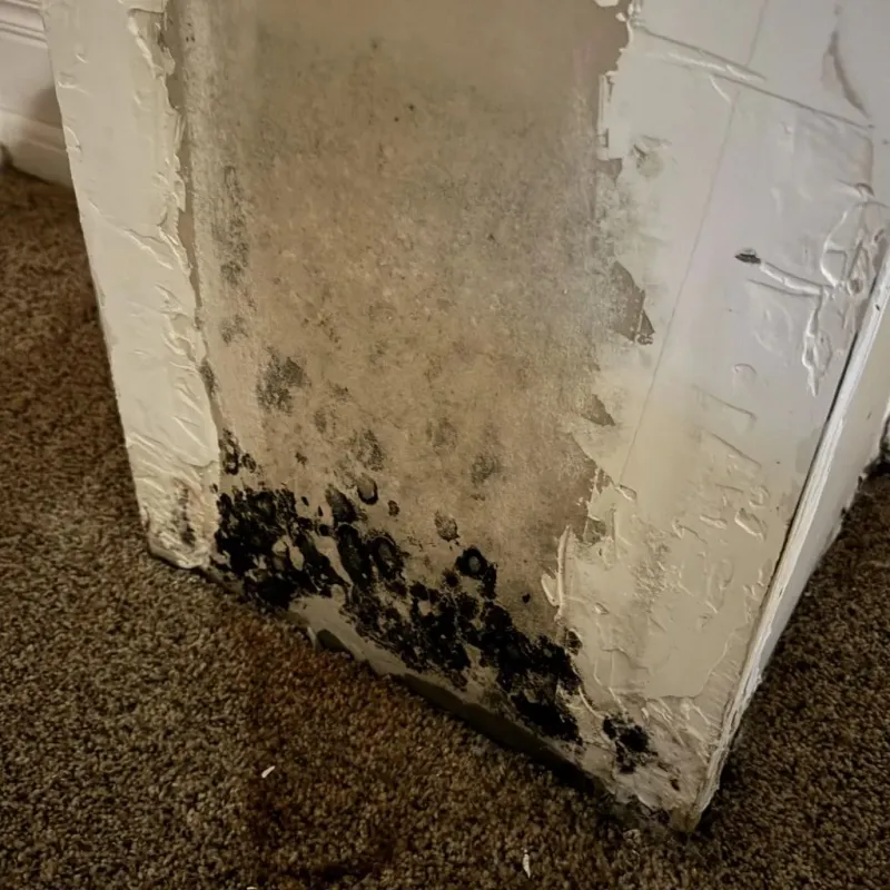 Professional Mold Removal in Cotulla, TX
